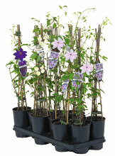 Klematis i 14 cm potte